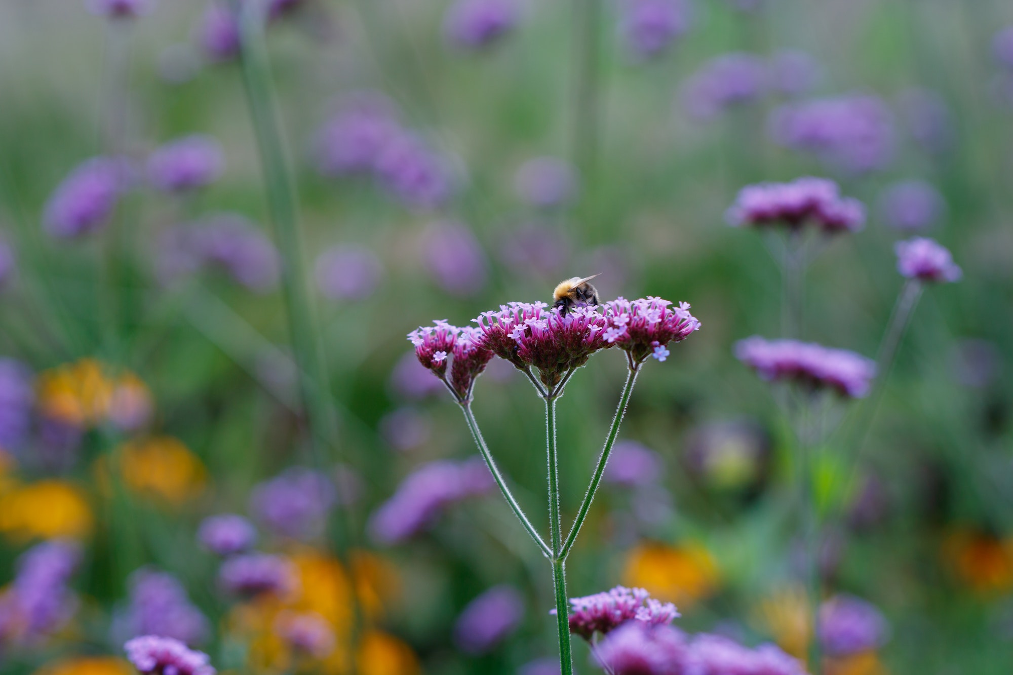 Saving Bees: Why We Need to Protect Our Pollinators Saving Bees: Why We Need to Protect Our Pollinators