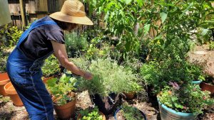 Intercropping and Companion Planting: A Guide to Maximize Your Garden’s Potential