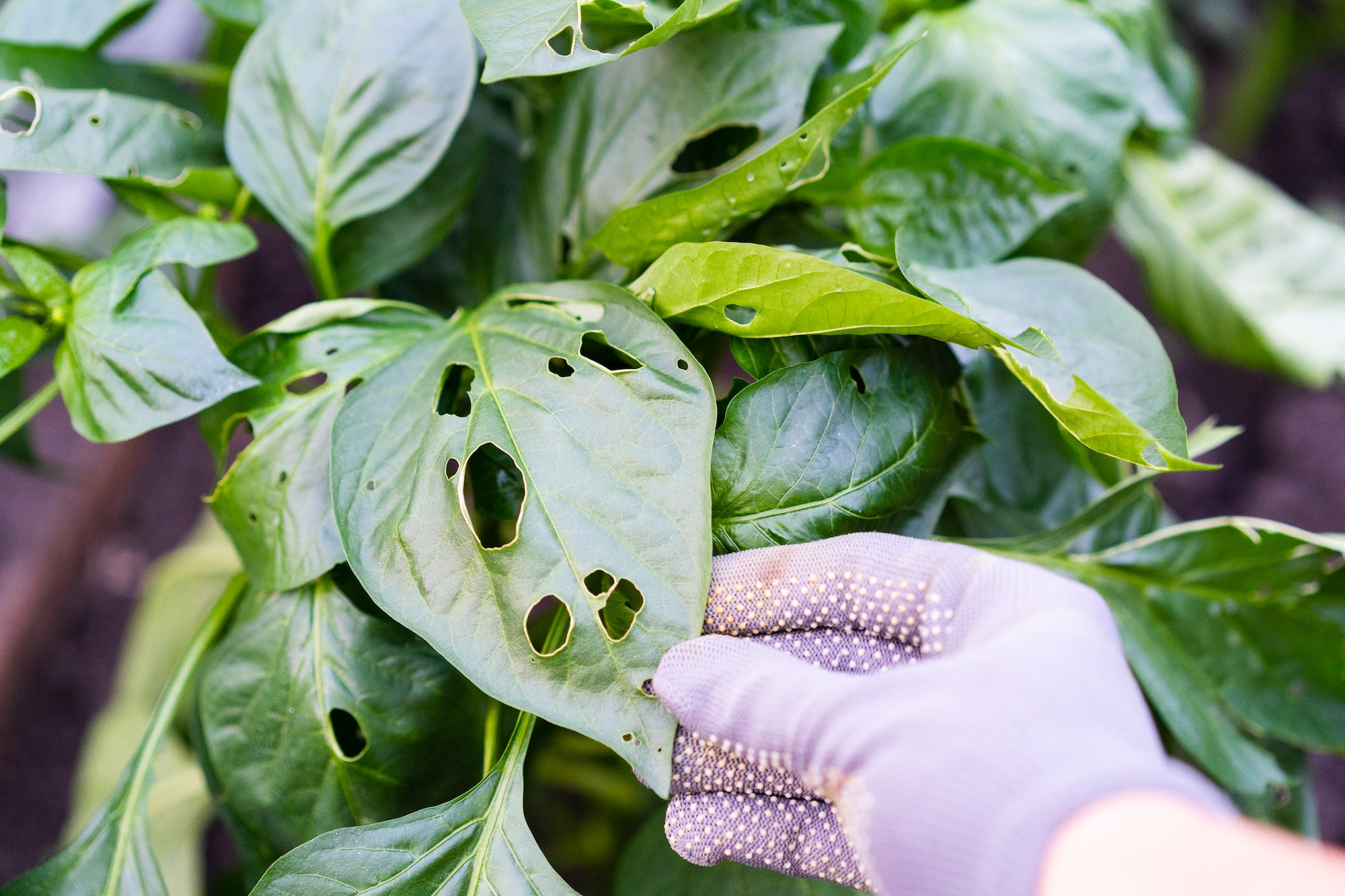 How to Deal with Common Garden Pests and Diseases