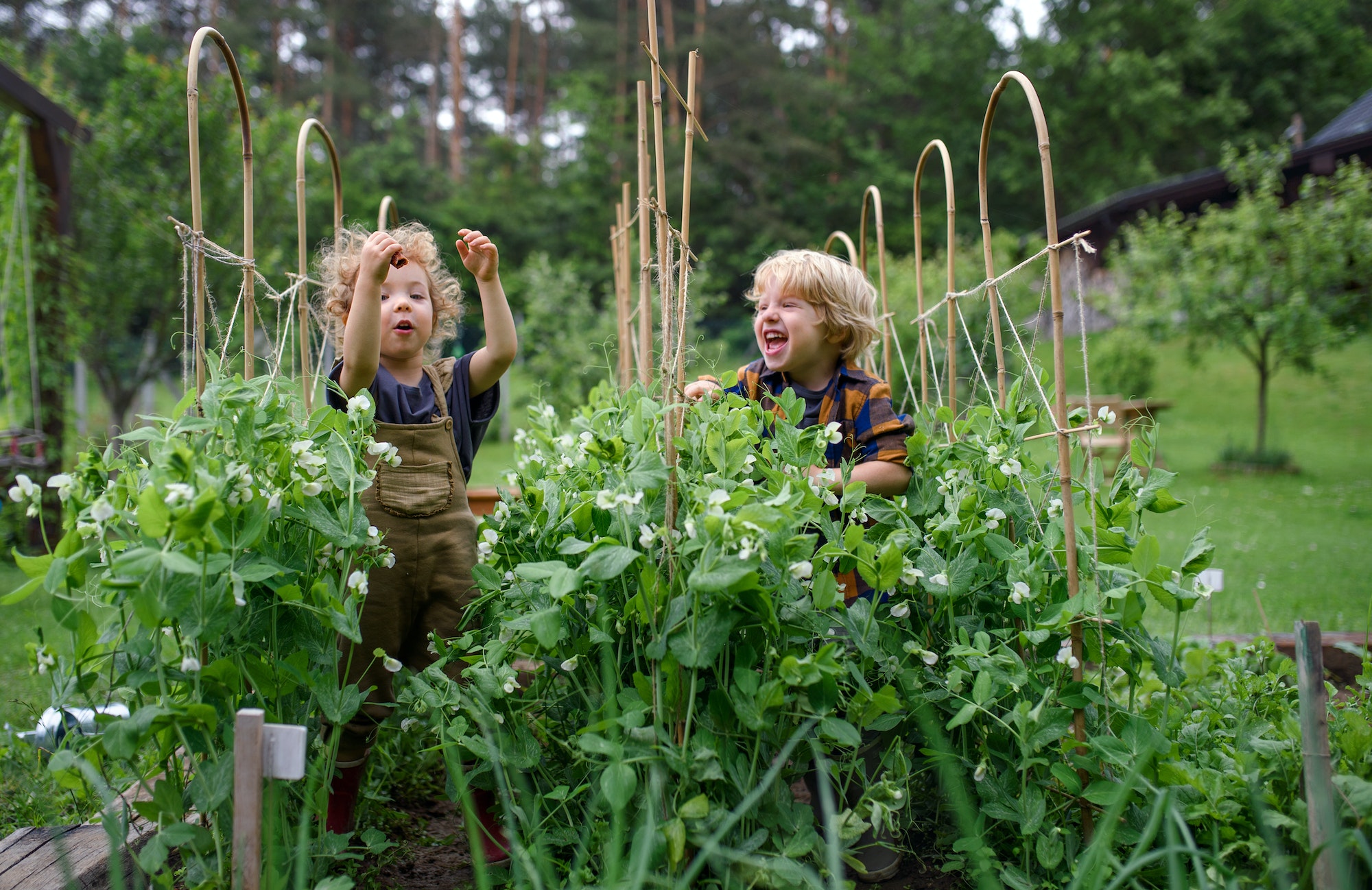 How to Grow Your Own Vegetable Garden: Tips for a Bountiful Harvest