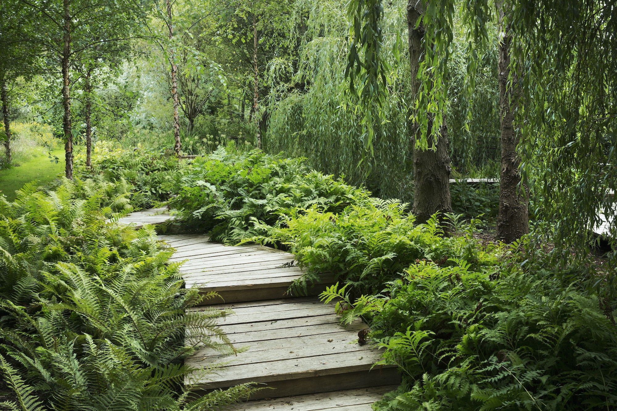 The Best Shade-Loving Plants for a Beautiful Garden in the Shade