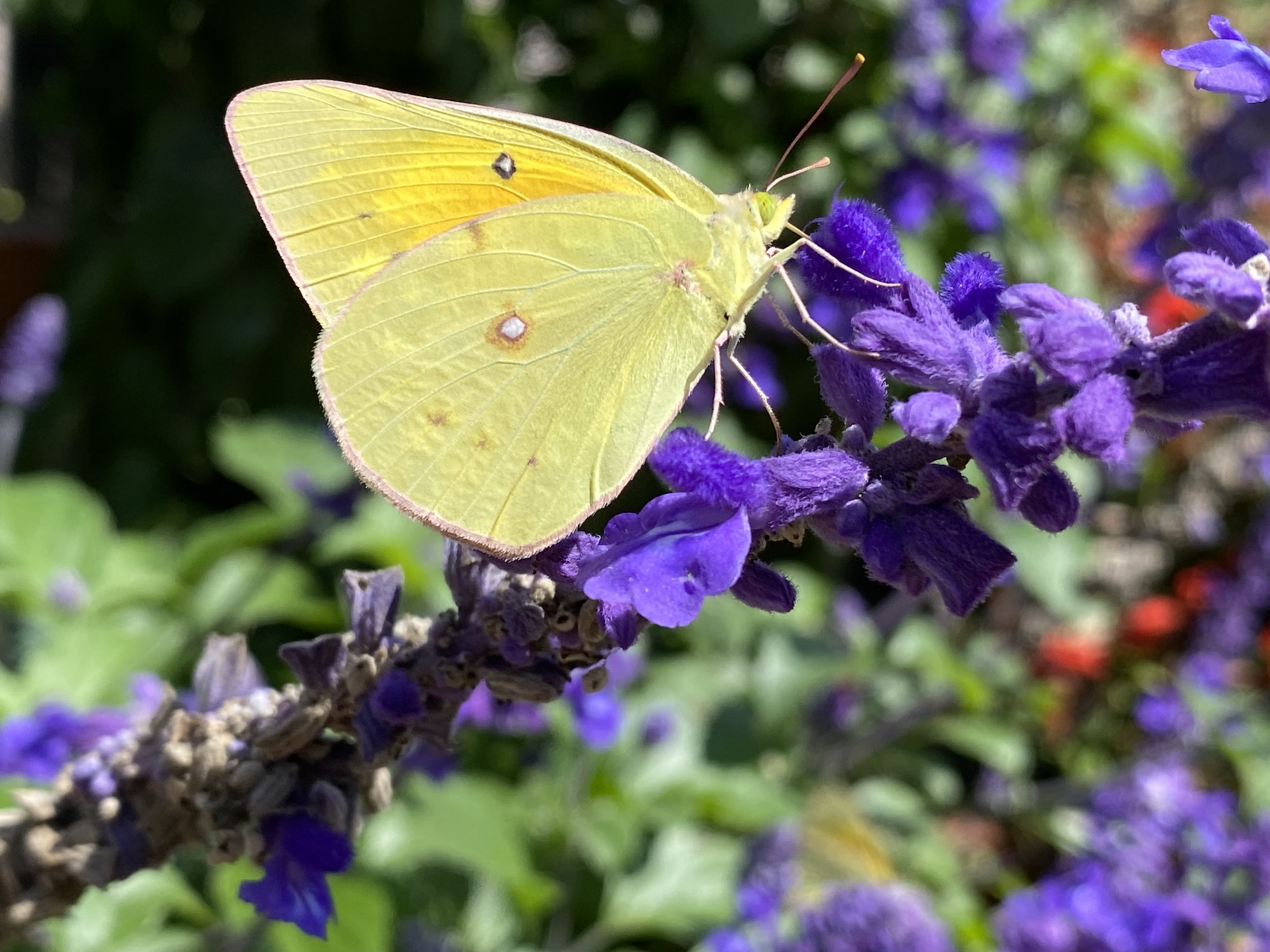 The Best Flowers for Attracting Butterflies and Bees to Your Garden